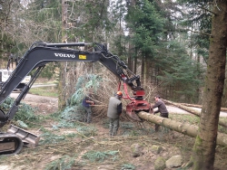 déracinement arbre